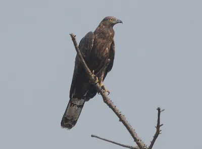 Обыкновенный осоед (Pernis apivorus). Птицы Сибири.