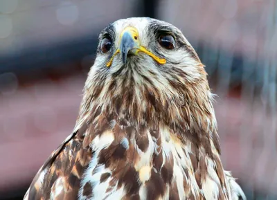 Осоед Pernis apivorus European Honey-buzzard