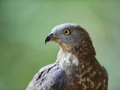 Хохлатый осоед (Фауна Казахстана) · iNaturalist