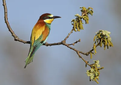 Изображение зеленой птицы пчелоед (merops orientalis) на ветке дерева на  фоне природы. птица. животные. | Премиум Фото