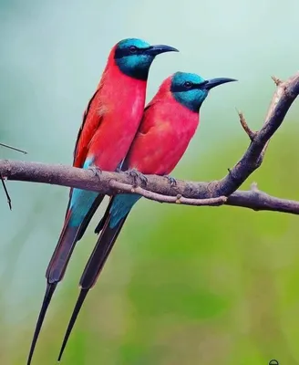 Синехвостый Пчелоед (philippinus Merops) Зеленая И Голубая Хвостовая Птица,  Сидящая На Ветке С Добычей Стрекозы, Чтобы Кормить Цыпленка, Экзотическую  Природу Фотография, картинки, изображения и сток-фотография без роялти.  Image 79025228