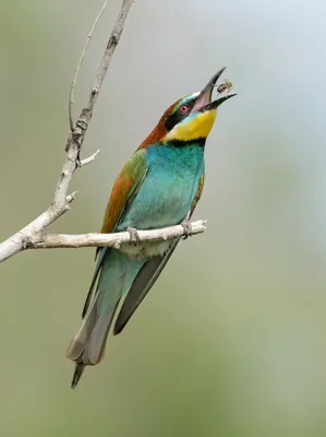 Золотистая щурка (пчелоед) | Bird feathers, Birds, Bird