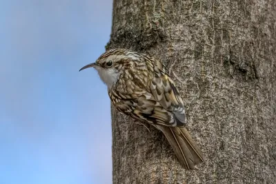 Пищуха (Certhia familiaris). Птицы Европейской России.