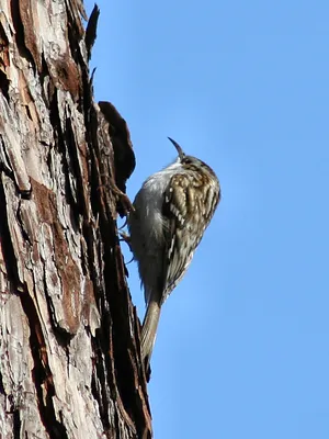 Короткопалая пищуха - eBird