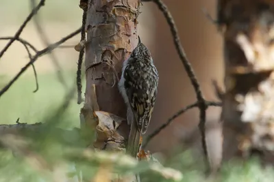 Обыкновенная пищуха (Certhia familiaris). Птицы Сибири.