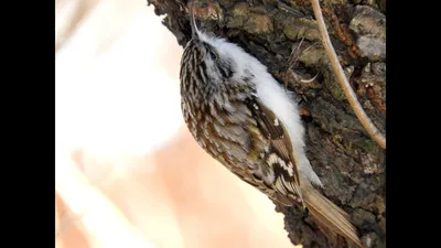 Пищуха (Certhia familiaris). Птицы Дальнего Востока России.