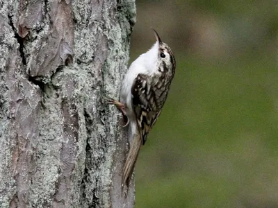 Птица Пищуха добывает корм зимой, treecreeper in winter - YouTube