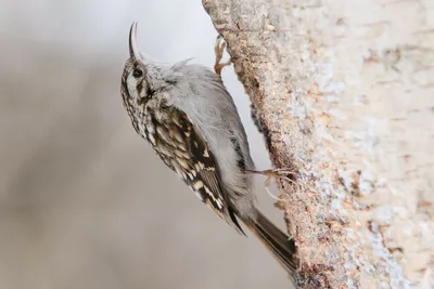 Обыкновенная пищуха - eBird