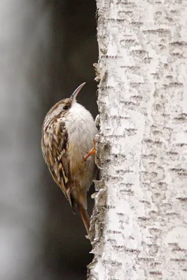 Обыкновенная пищуха / Certhia familiaris птица фото голос