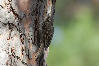 Обыкновенная пищуха (Certhia familiaris). Птицы Сибири.