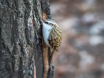 Обыкновенная пищуха | BirdWatch.by