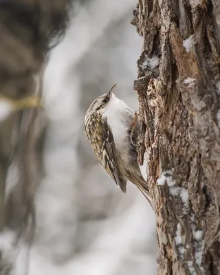 Birdwatching in Udmurtia/Russia. - Обыкновенная пищуха в необыкновенном  ракурсе. А почему мы редко видим её в фас? Пишите в комментариях Фото  Александра Исакова #пищуха #птицы #птицыУдмуртии #бердинг #бердвотчинг  #birdwatching #birdwatch ...