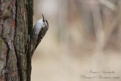 Обыкновенная/Короткопалая пищуха - eBird