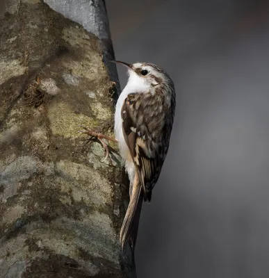 Пищуха обыкновенная (Certhia familiaris)