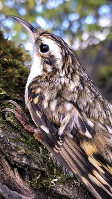 Пищуха (Certhia familiaris). Птицы России.