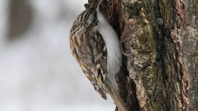 Пищуха (Certhia familiaris). Птицы Европейской России.