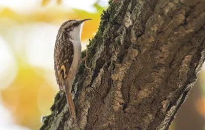 Короткопалая пищуха - eBird