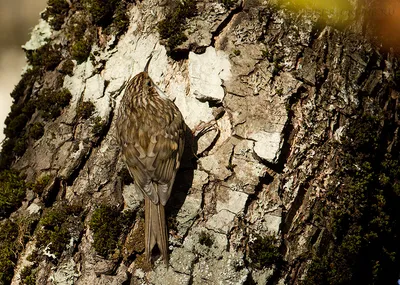 Пищуха (Certhia familiaris). Птицы Европейской России.