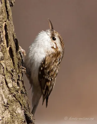 Обыкновенная пищуха - eBird