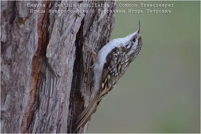 Обыкновенная пищуха (Certhia familiaris)