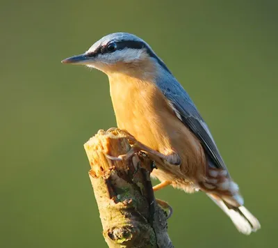 Обыкновенный поползень - eBird