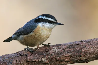 Обыкновенный поползень - eBird