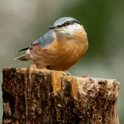 Канадский поползень - eBird