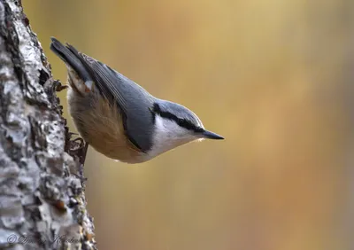 Фотогалерея - Птицы (Aves) - Обыкновенный поползень (Sitta europaea) -  Природа Республики Мордовия