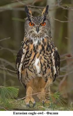 Обыкновенный фи́лин (лат. Bubo bubo, ст.-рус. пугач)-хищная птица из  сем.совиных. Наиболее характерные черты вклю… | Animaux adorables, Hibou  grand duc, Photo hibou