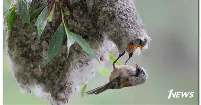 Обыкновенный ремез - eBird