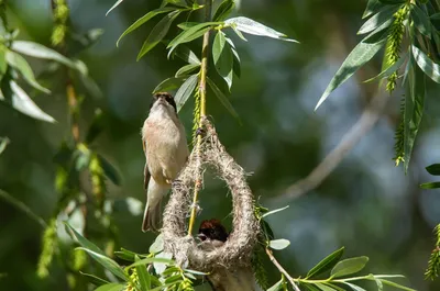 Обыкновенный ремез - eBird