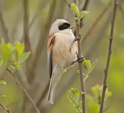 Овсянка-ремез Emberiza rustica - Красная книга России.