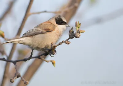 Выводок ремеза (Remiz pendulinus) в Поддорском районе Новгородской области  · iNaturalist