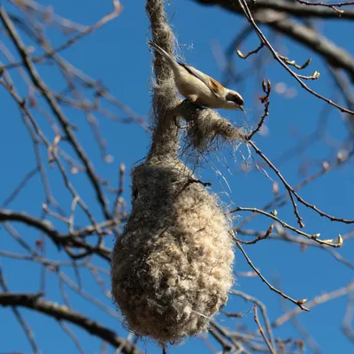 ФотоБлог Торгачкин Игорь Петрович © Igor Torgachkin: Ремез / Remiz  pendulinus / Eurasian Penduline Tit