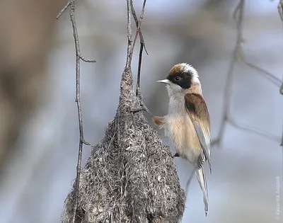 Ремез венценосный (Remiz coronatus). Фотогалерея птиц. Фотографии птиц  России, Беларуси, Украины, Казахстана, Таджикистана, Азербайджана.