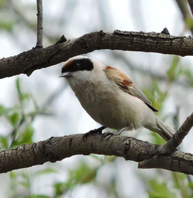 Овсянка-ремез Emberiza rustica - Красная книга России.