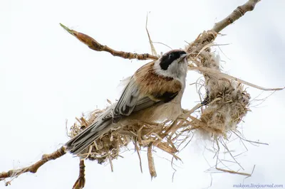 Ремез Remiz pendulinus Penduline Tit