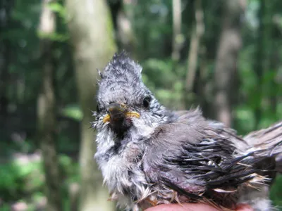 Коноплянка (лат. Carduelis cannabina)