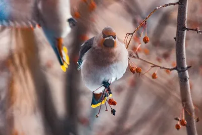 Свиристель — кочующая птица с хохолком на голове: 10 особенностей «лесного  попугая» | Приключения натуралиста | Дзен