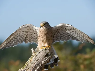 Сапсан - eBird