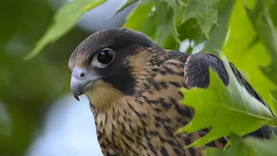 Сапсан (Falco peregrinus). Птицы Сибири.