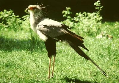 Птица-секретарь, Sagittarius serpentarius, Secretary Bird | Flickr