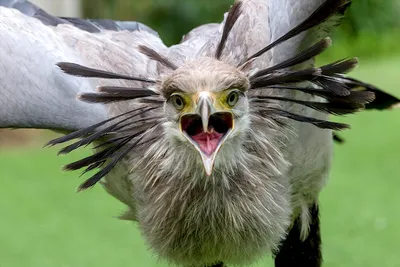 Kung fu bird, Kicking master, who eats snakes. Secretary bird! - YouTube