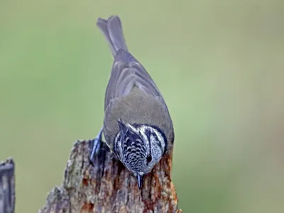 Хохлатая синица - eBird