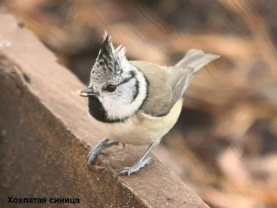 Хохлатая синица - eBird