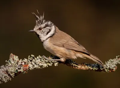 Хохлатая синица Lophophanes cristatus | Куршская Коса - национальный парк