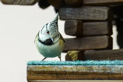 Хохлатая синица (Parus cristatus). Птицы Европейской России.