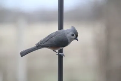 Хохлатая синица (Parus cristatus). Птицы Европейской России.