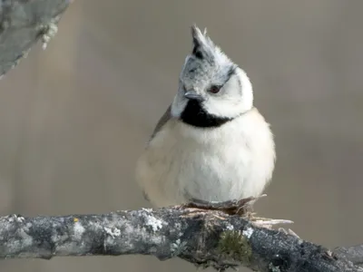 Хохлатая синица - eBird