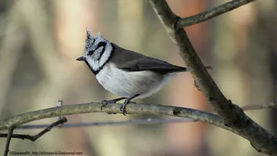 Хохлатая синица (Parus cristatus). Птицы Европейской России.